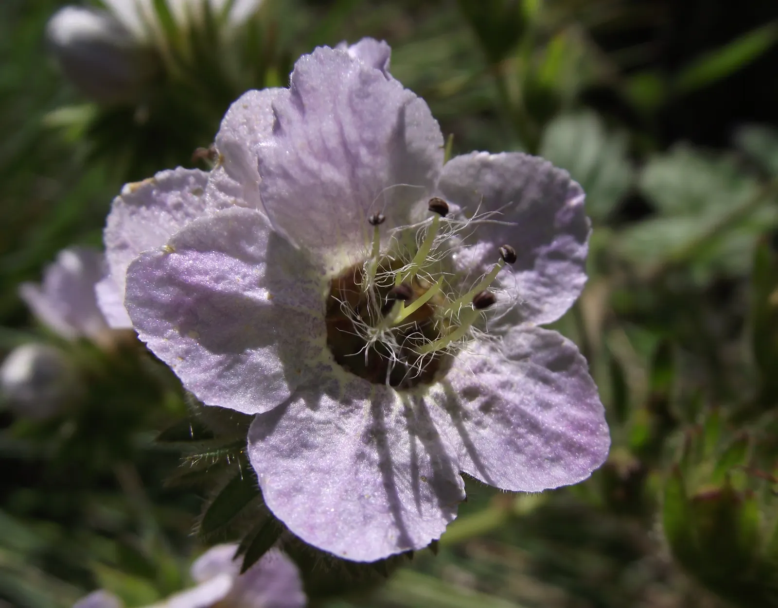 California Phacelia (Phacelia Californica) — perennial for full; it's a conscientious choice for the eco-minded client, image 72