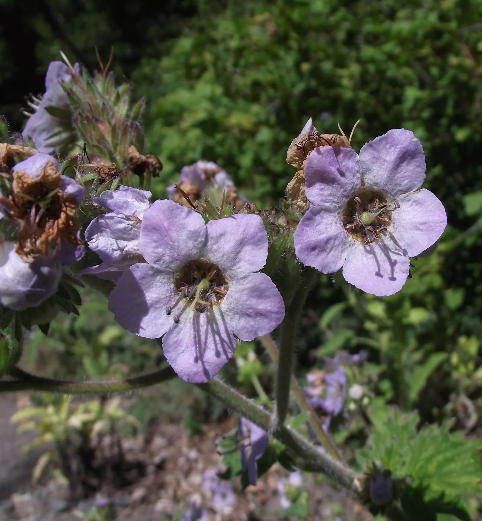 California Phacelia (Phacelia Californica) — making it an ideal candidate for borders or as a groundcover in garden designs