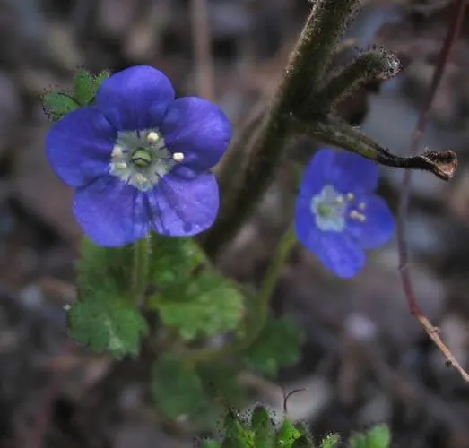 California Phacelia (Phacelia Californica) — making it an ideal candidate for borders or as a groundcover in garden designs; perennial with purple, image 62