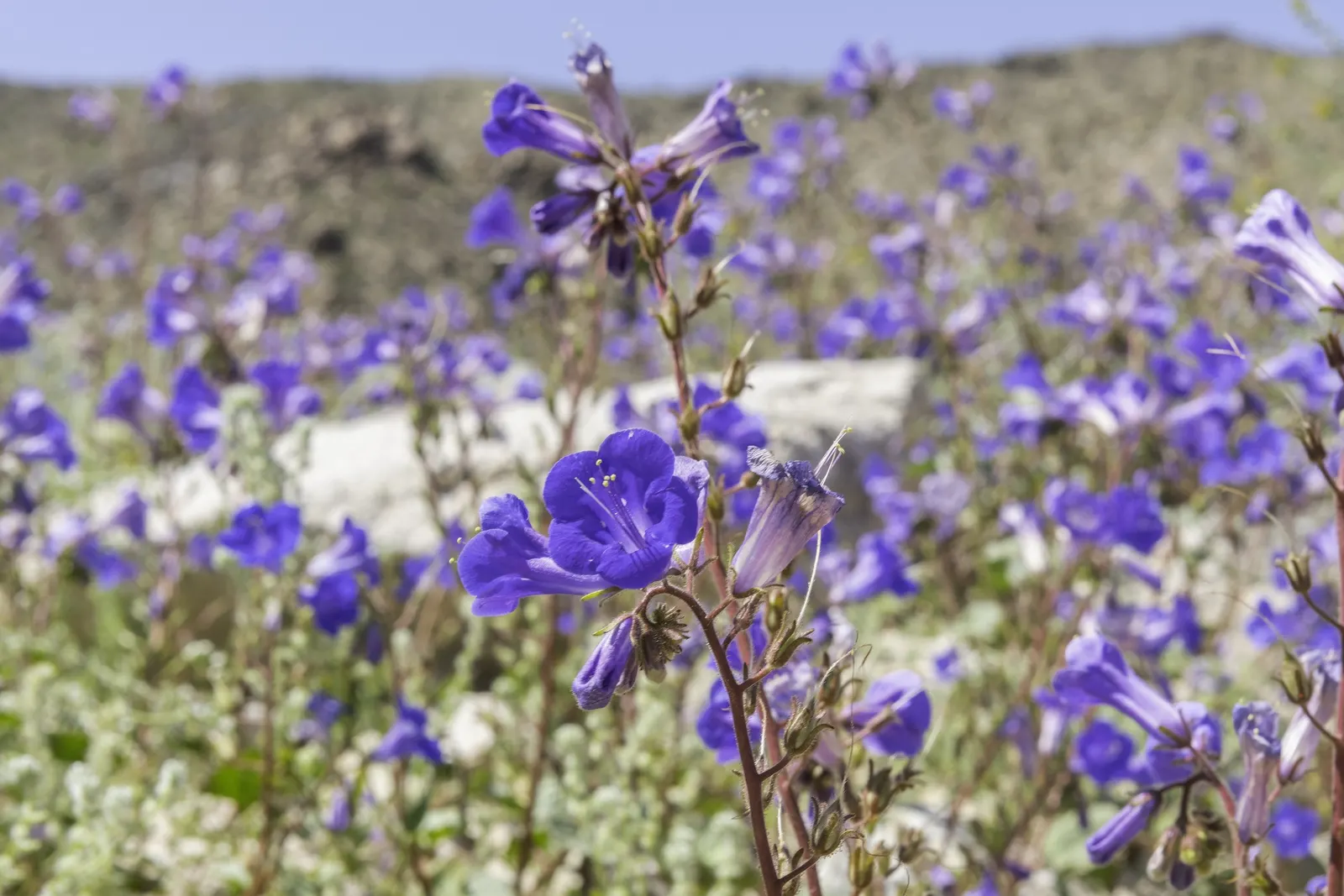 California Phacelia (Phacelia Californica) — Providing both visual pleasure and a sanctuary for wildlife