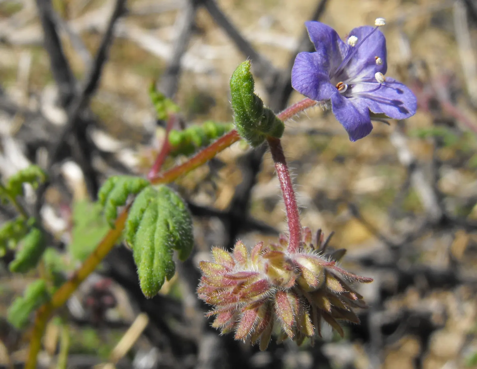 California Phacelia (Phacelia Californica) — Drought-tolerant once established; commonly referred to as California phacelia