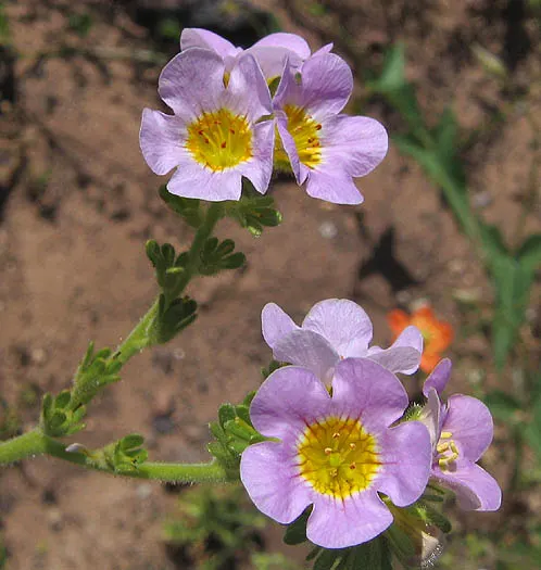 California Phacelia (Phacelia Californica) — This perennial prefers full sun to partial shade and thrives in well-drained soils; for best, image 51