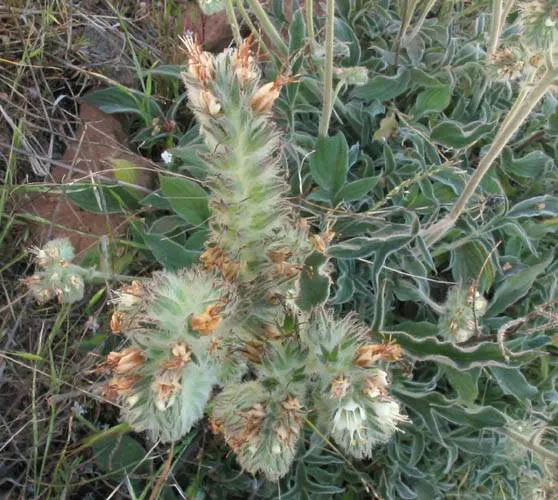 California Phacelia (Phacelia Californica) — This perennial prefers full sun to partial shade and thrives in well-drained soils; for best, image 123