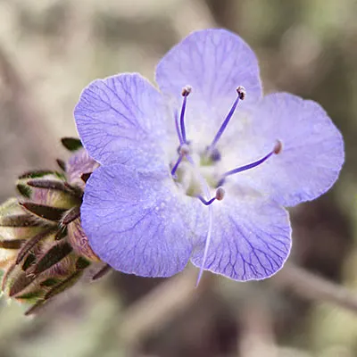California Phacelia (Phacelia Californica) — purple flowers in the garden; including bees and butterflies, image 94