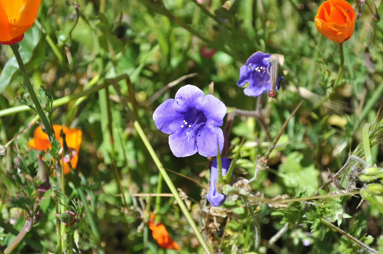 California Phacelia (Phacelia Californica) — and woodland habitats within its native spectrum.<br><br>Morphologically; attracting a plethora of, image 85