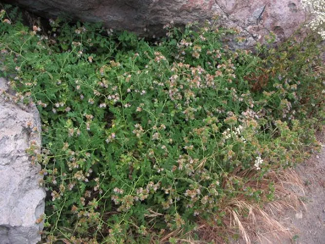 California Phacelia (Phacelia Californica) — purple flowers in the garden; including bees and butterflies, image 70