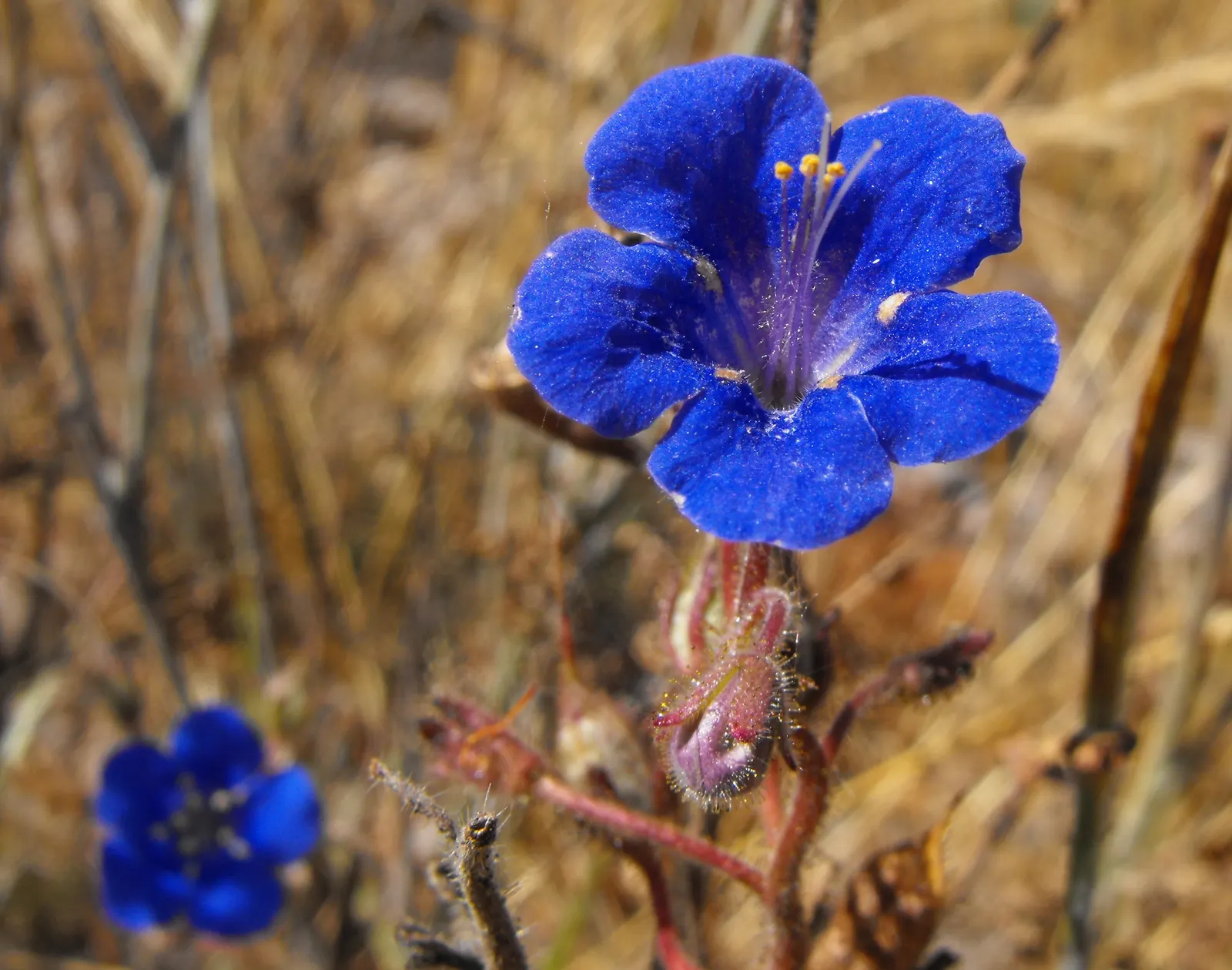 California Phacelia (Phacelia Californica) — This perennial prefers full sun to partial shade and thrives in well-drained soils; for best performance, Phacelia