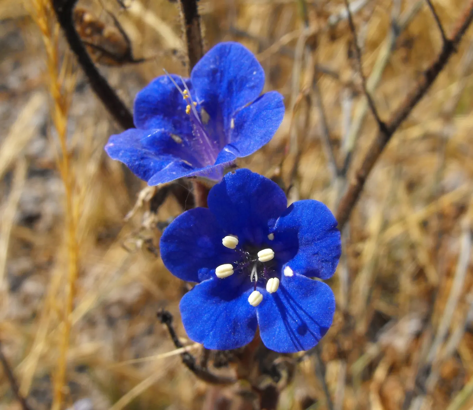 California Phacelia (Phacelia Californica) — The silhouette of this plant is enhanced by its deeply lobed