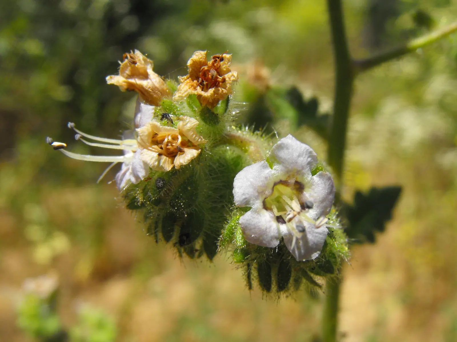 California Phacelia (Phacelia Californica) — thereby contributing to the garden's biodiversity; providing both visual pleasure and a sanctuary for wildlife