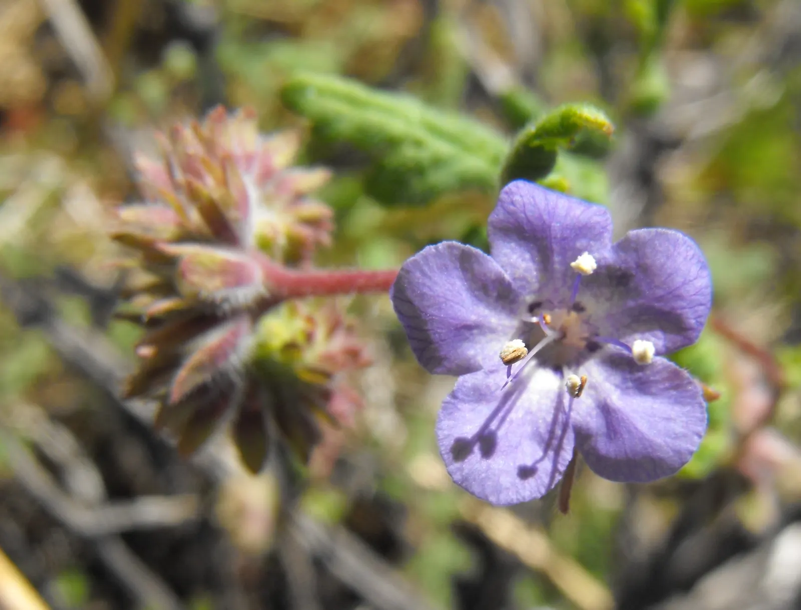 California Phacelia (Phacelia Californica) — this species boasts a remarkable adaptability to various environments; is a flowering native prized, image 107