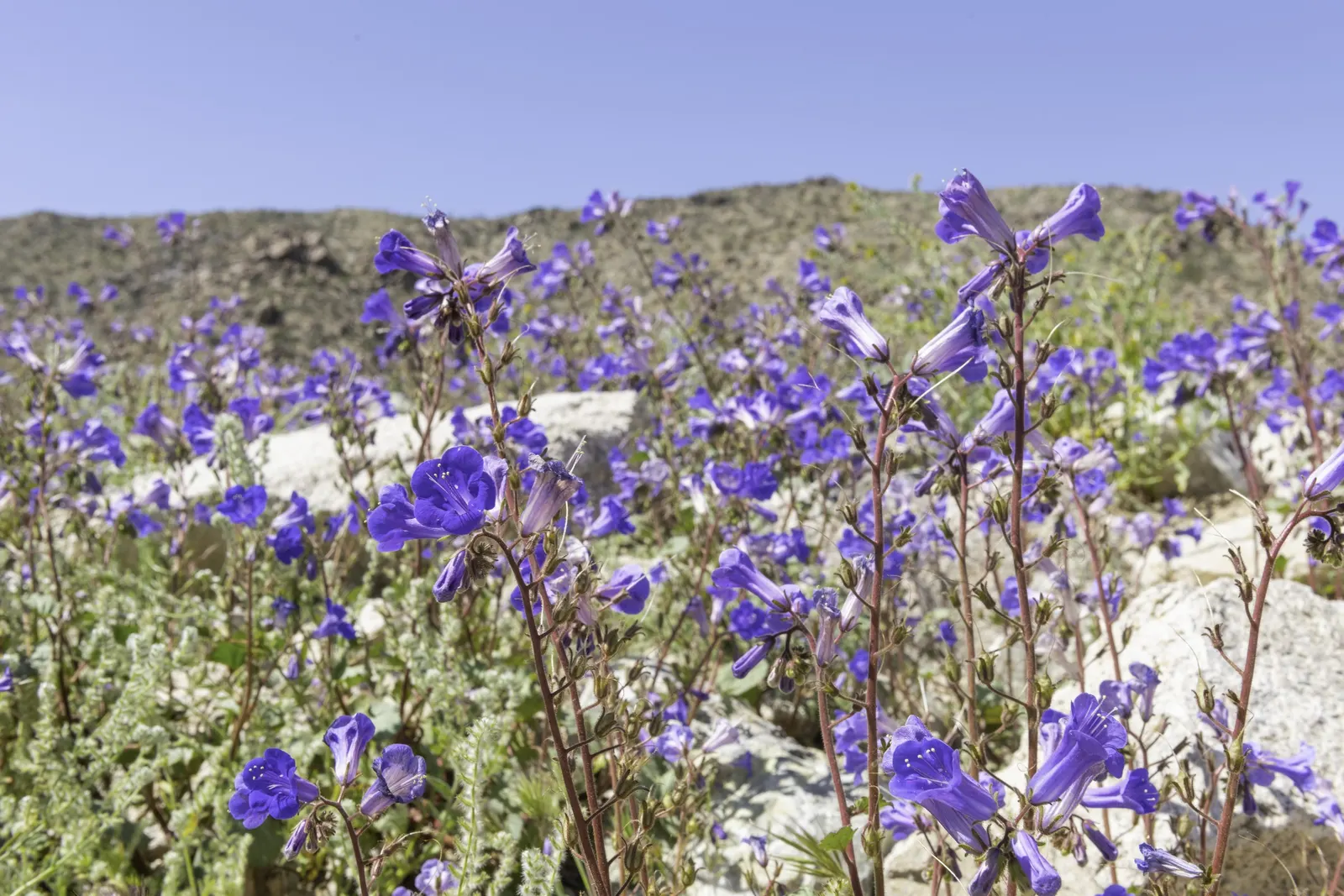 California Phacelia (Phacelia Californica) — is a flowering native prized for its vibrant display of bell-shaped lavender blooms; this species boasts a