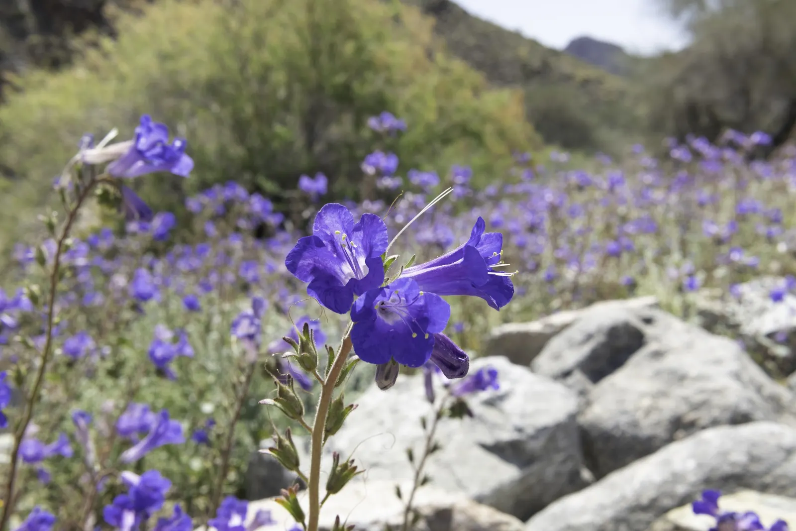California Phacelia (Phacelia Californica) — reaching 1-2 feet in height and spread; commonly known as California phacelia, image 52
