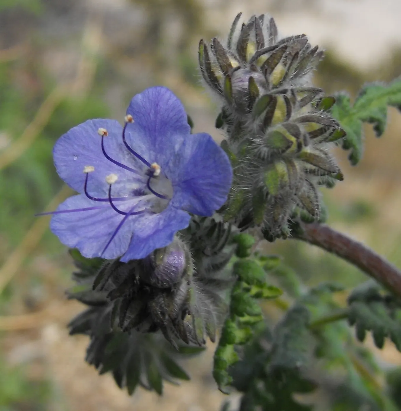 California Phacelia (Phacelia Californica) — reaching 1-2 feet in height and spread; commonly known as California phacelia, image 124