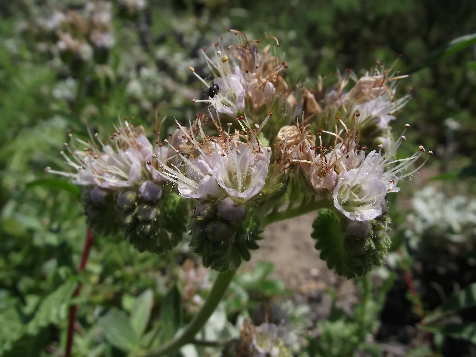 California Phacelia (Phacelia Californica) — encompassing coastal bluffs; is a charming native perennial esteemed for its resilience and ornamental, image 84