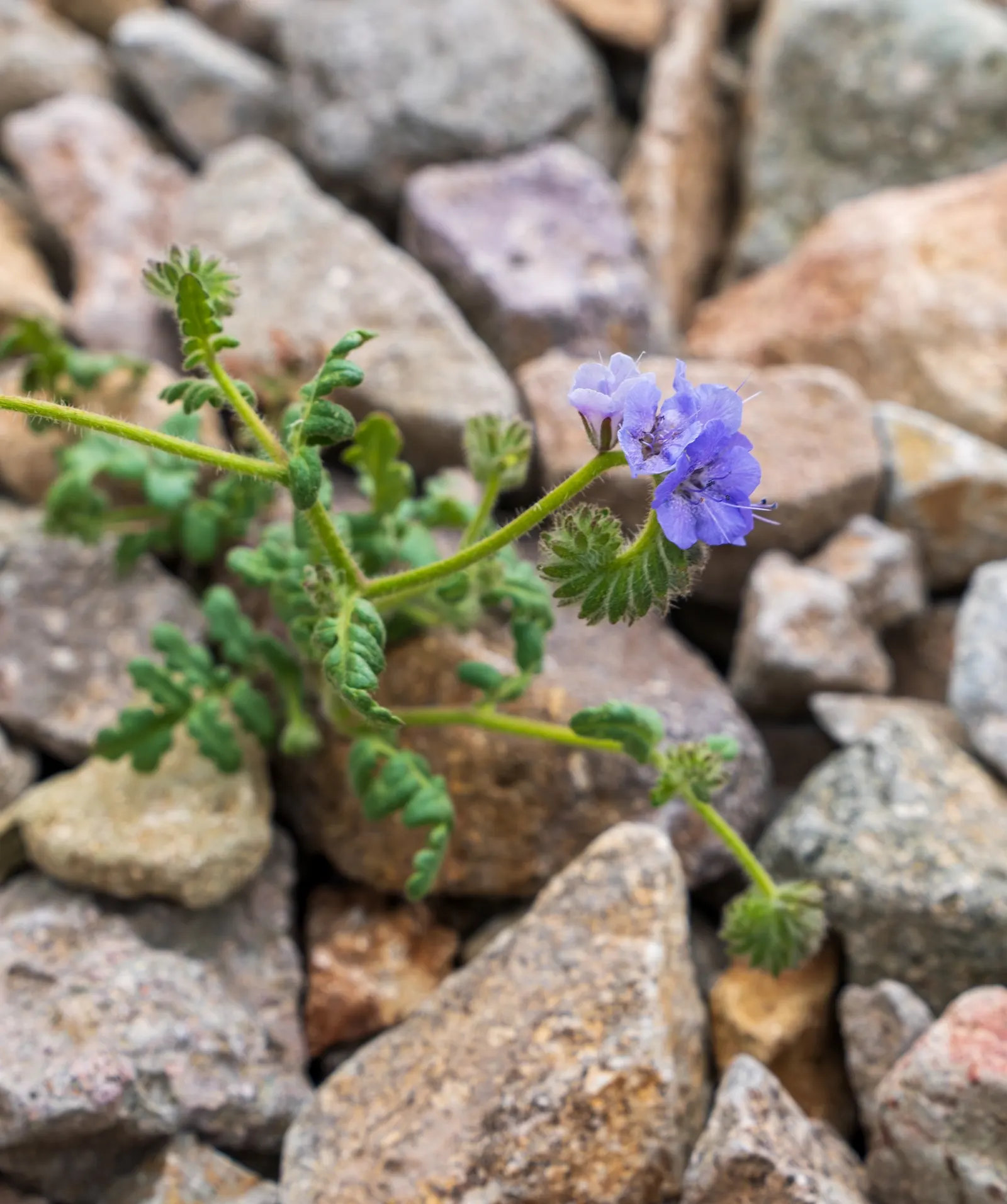 California Phacelia (Phacelia Californica) — is a charming native perennial esteemed for its resilience and ornamental value in landscapes; encompassing
