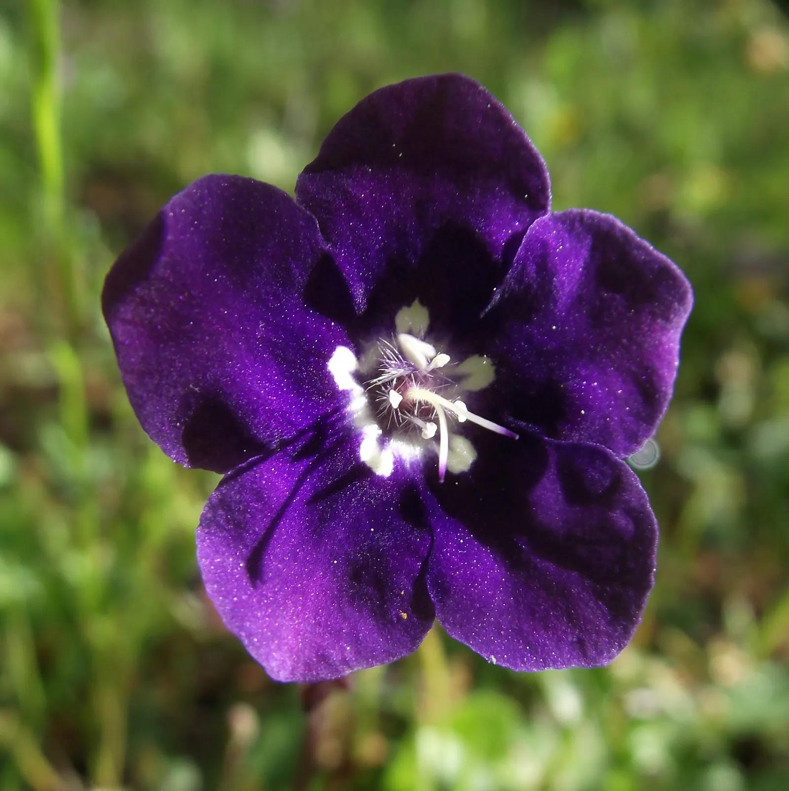 California Phacelia (Phacelia Californica) — thereby contributing to the garden's biodiversity; providing both visual pleasure and a sanctuary for, image 65