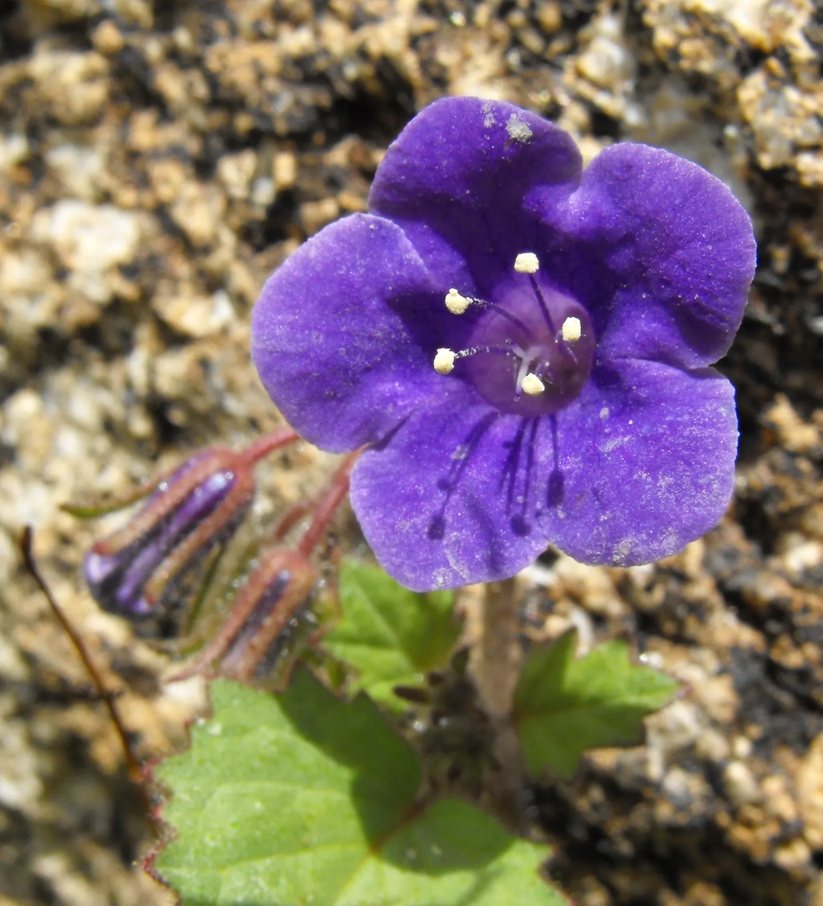 California Phacelia (Phacelia Californica) — thereby contributing to the garden's biodiversity; providing both visual pleasure and a sanctuary for, image 113