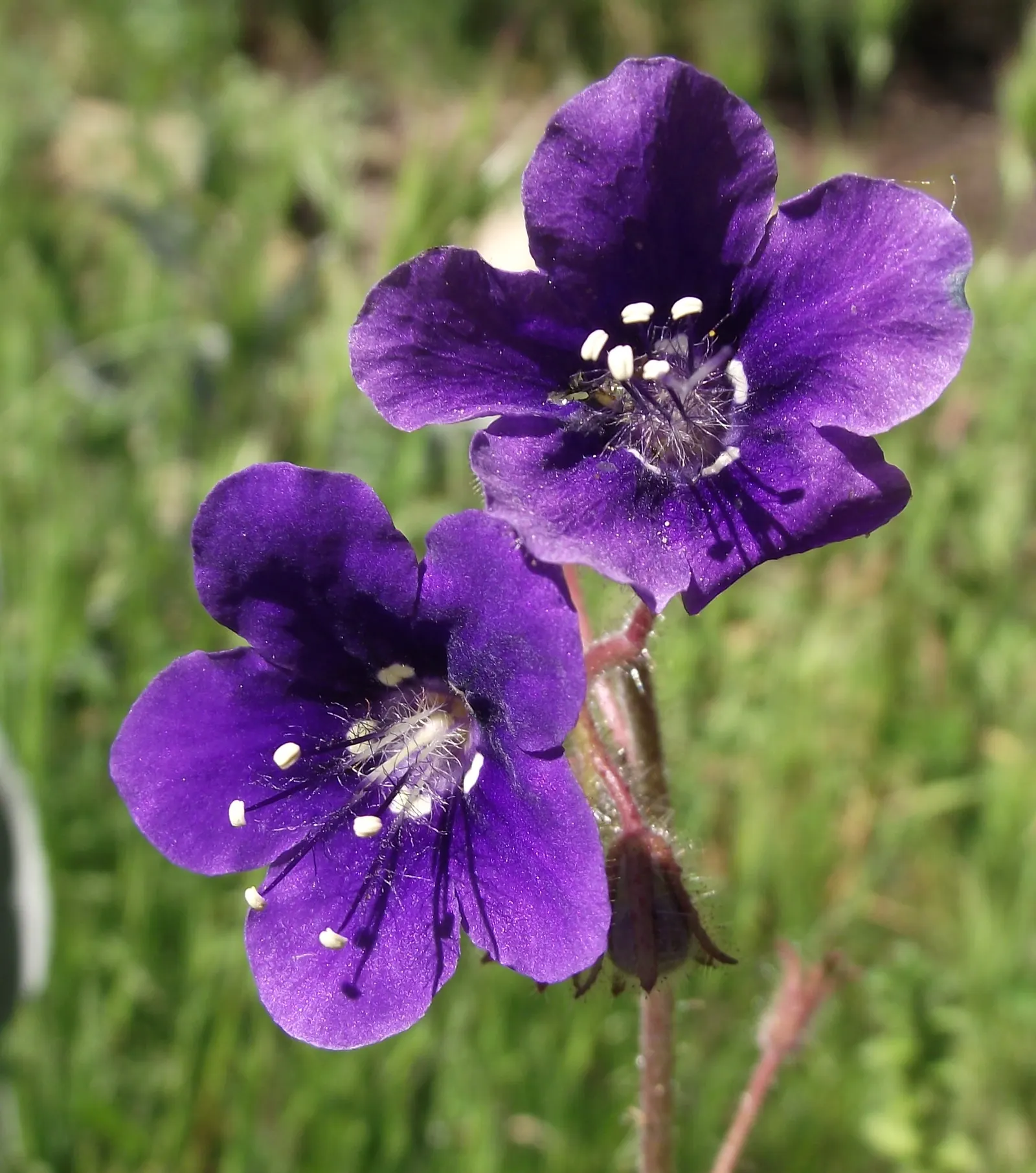California Phacelia (Phacelia Californica) — Providing both visual pleasure and a sanctuary for wildlife; thereby contributing to the garden's biodiversity