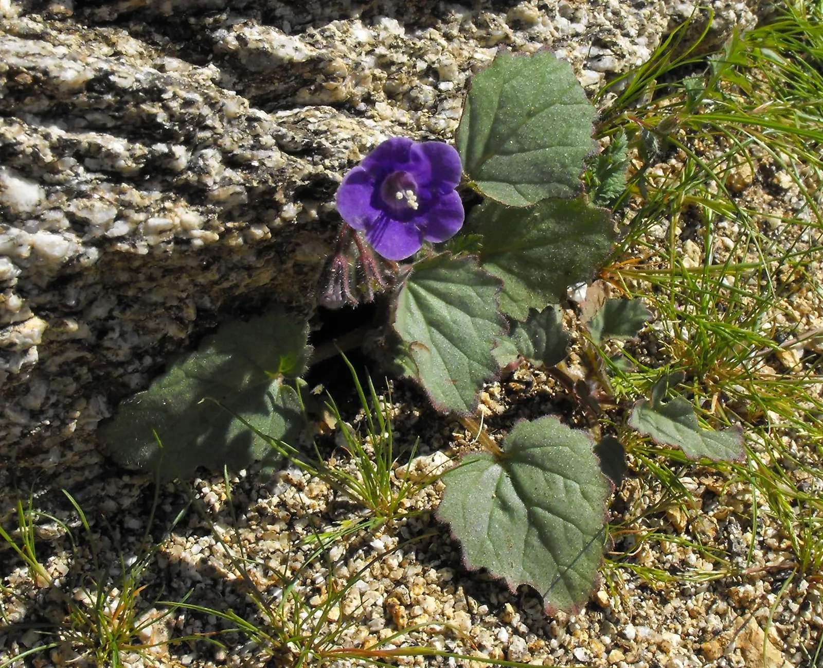 California Phacelia (Phacelia Californica) — is a charming native perennial esteemed for its resilience and ornamental value in landscapes, image 105
