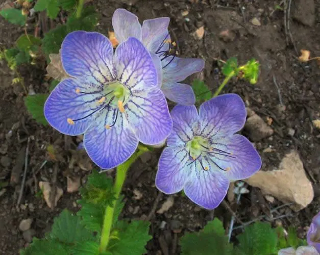 California Phacelia (Phacelia Californica) — commonly referred to as California phacelia; drought-tolerant once established, image 56