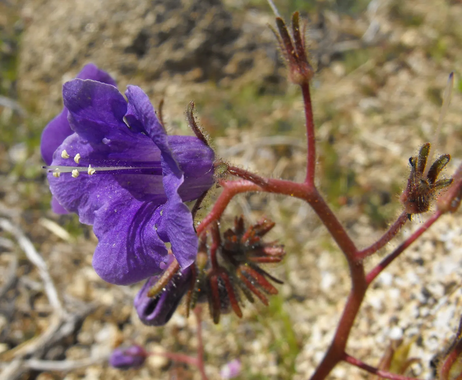 California Phacelia (Phacelia Californica) — perennial with purple blooms