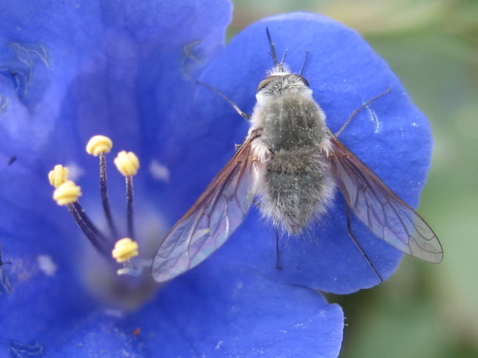 California Phacelia (Phacelia Californica) — it's ideal for adding a splash of color to California-friendly landscapes and attracts a host of, image 102