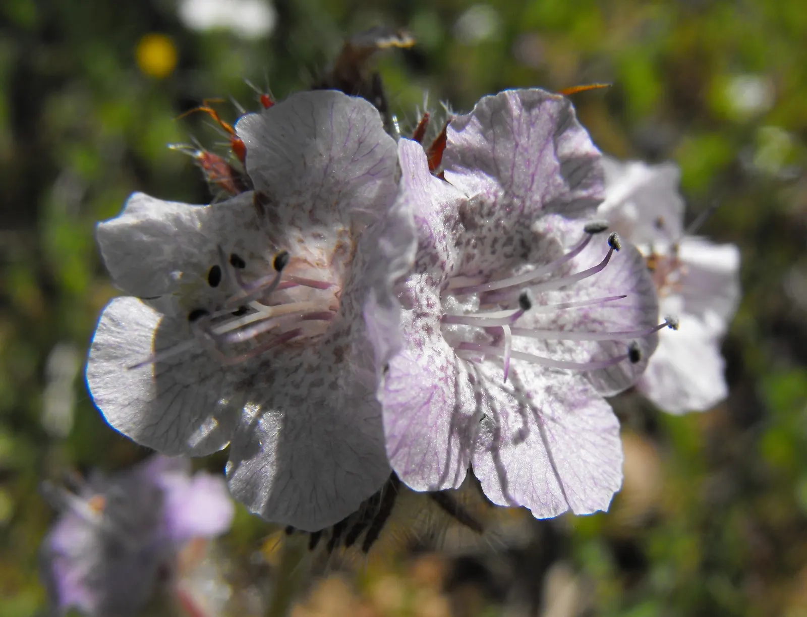 California Phacelia (Phacelia Californica) — purple flowers in the garden; including bees and butterflies, image 118