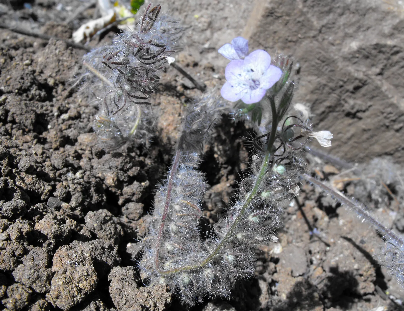 California Phacelia (Phacelia Californica) — this species boasts a remarkable adaptability to various environments