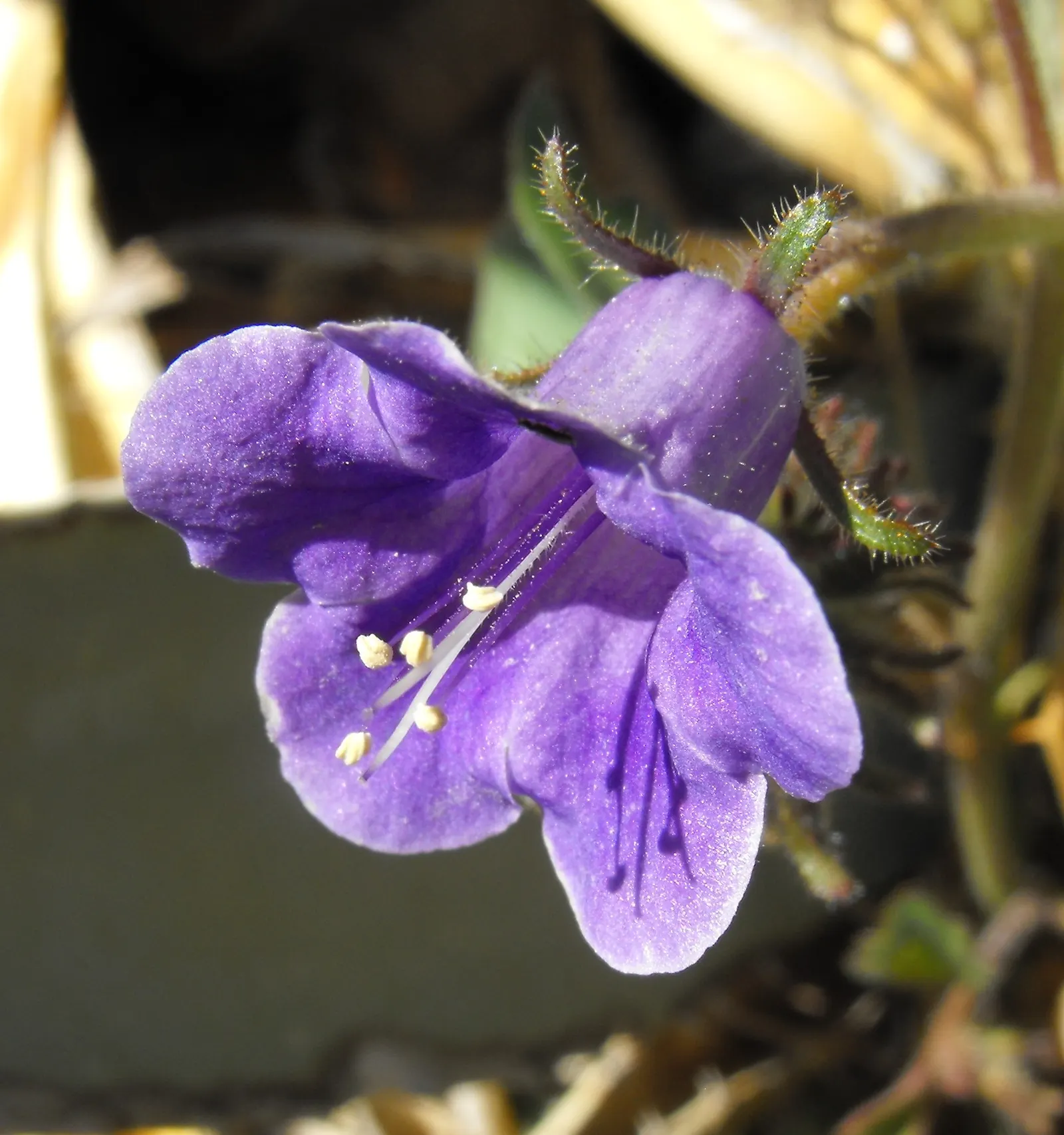California Phacelia (Phacelia Californica) — this species boasts a remarkable adaptability to various environments; is a flowering native prized, image 83