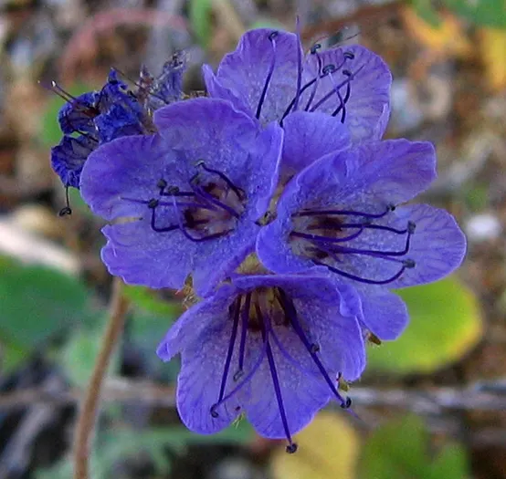 California Phacelia (Phacelia Californica) — including bees and butterflies; purple flowers in the garden