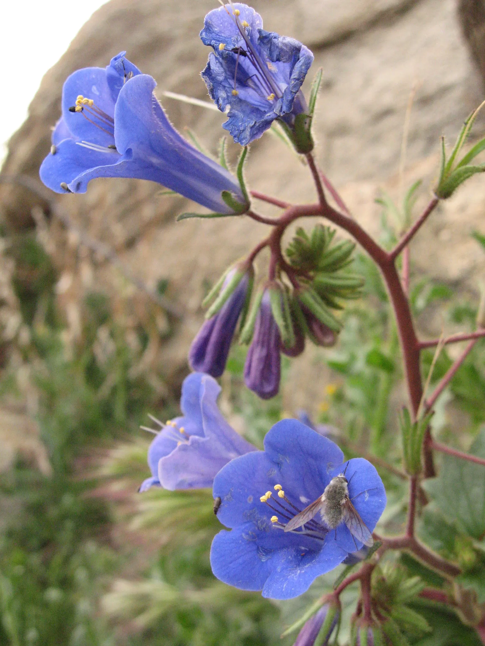 California Phacelia (Phacelia Californica) — perennial for full; it's a conscientious choice for the eco-minded client, image 96