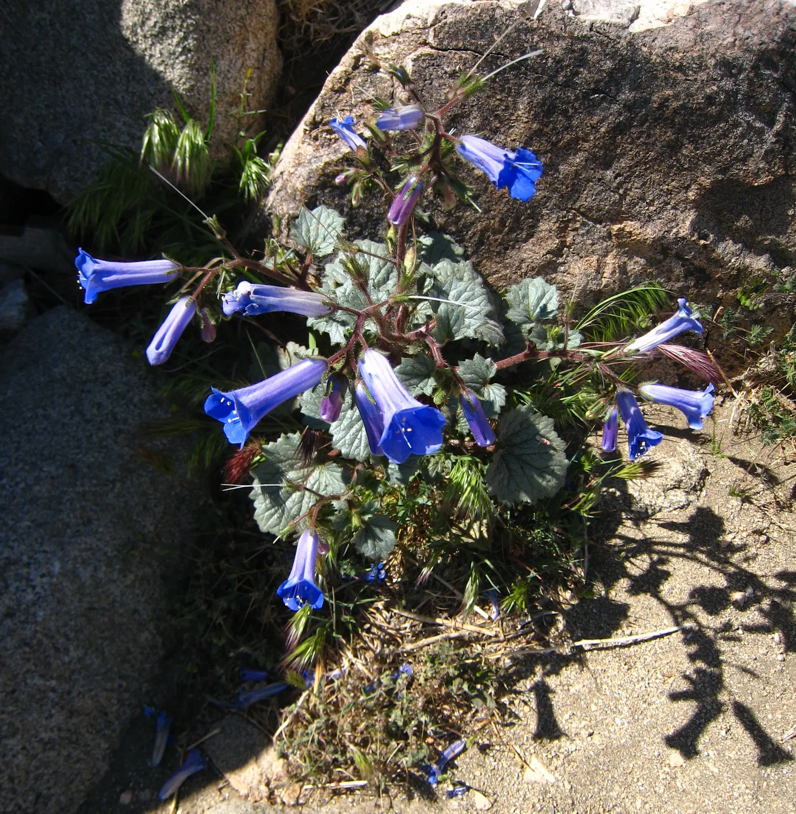 California Phacelia (Phacelia Californica) — attracting a plethora of pollinators such as bees and butterflies; and woodland habitats within its native