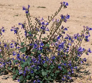 California Phacelia (Phacelia Californica) — is a charming native perennial esteemed for its resilience and ornamental value in landscapes, image 57