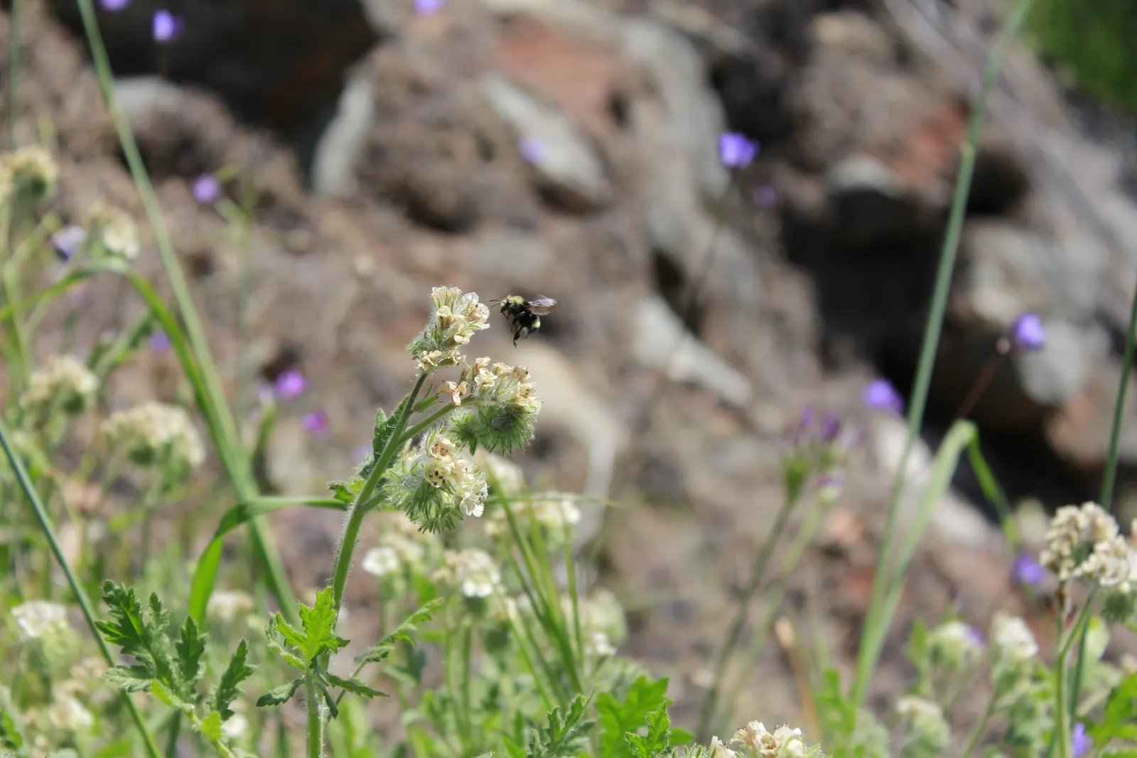 California Phacelia (Phacelia Californica) — including bees and butterflies