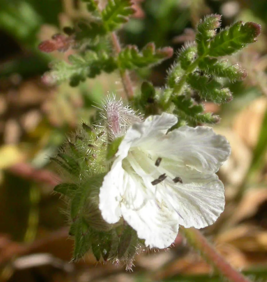California Phacelia (Phacelia Californica) — encompassing coastal bluffs; is a charming native perennial esteemed for its resilience and ornamental, image 108