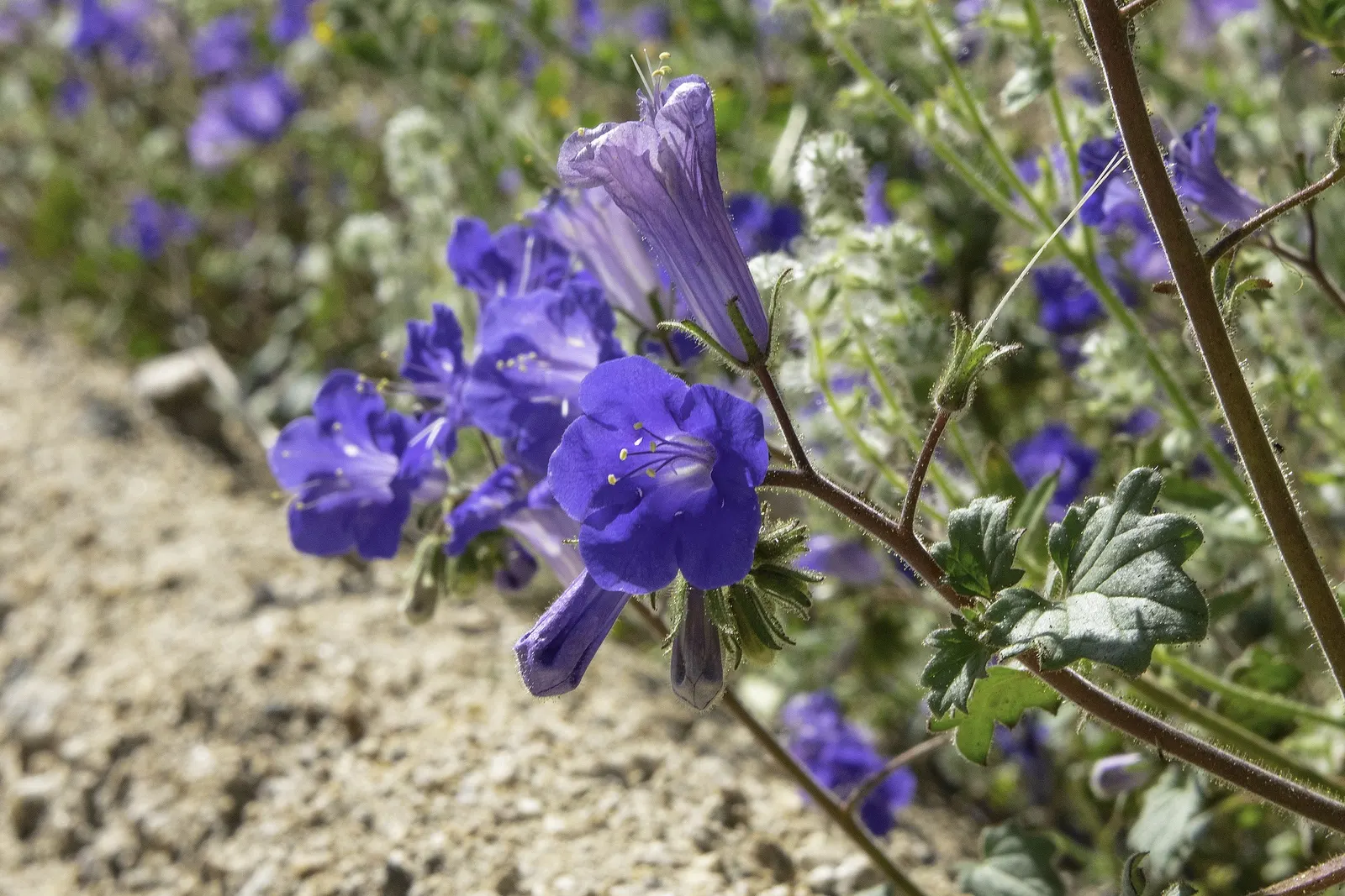 California Phacelia (Phacelia Californica) — For best performance, Phacelia californica prefers well-draining soil and full to partial sun exposure; this