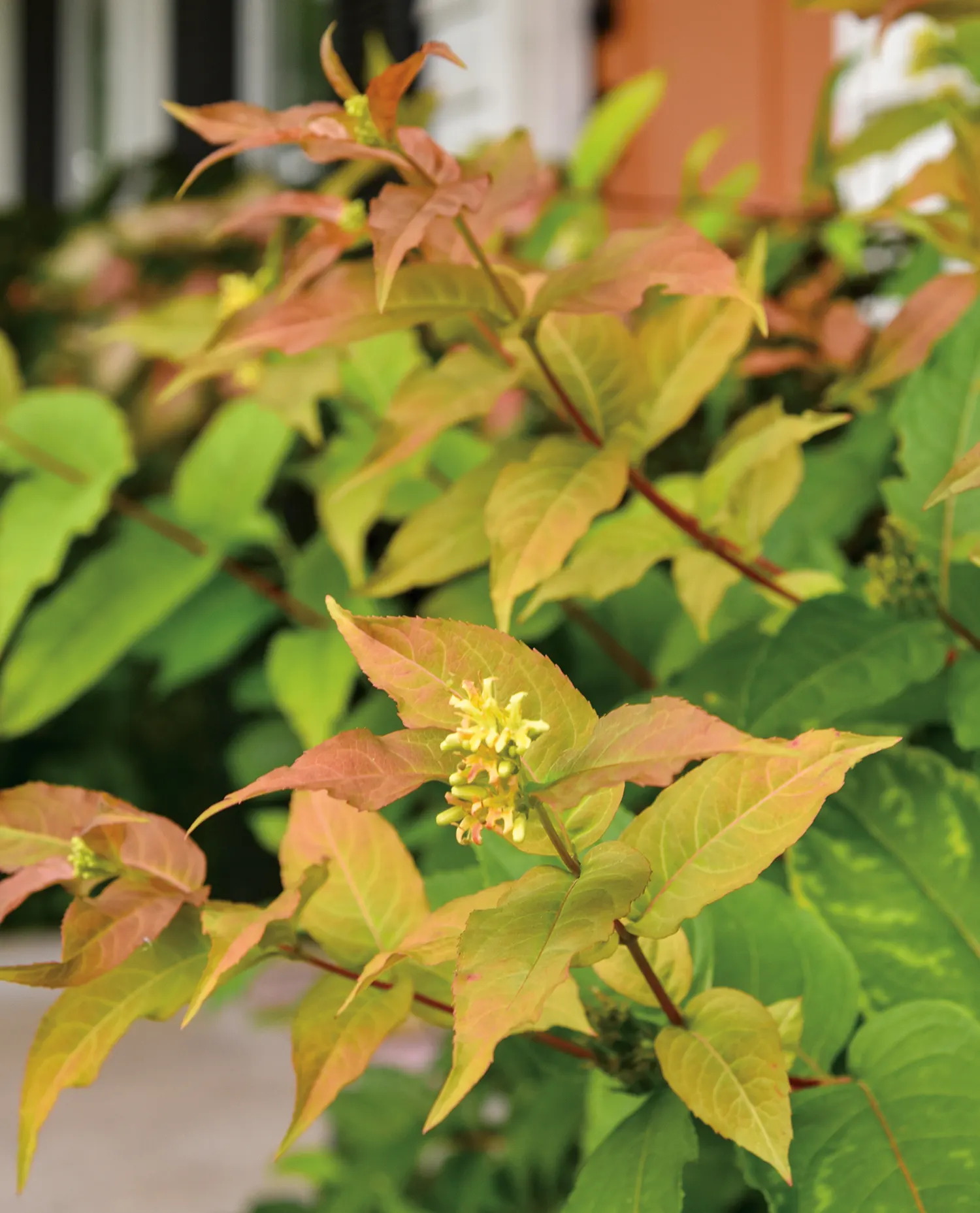 Orange Diervilla (Diervilla x) — Proven Winners - Kodiak® Orange - Diervilla x yellow plant details, information and resources
