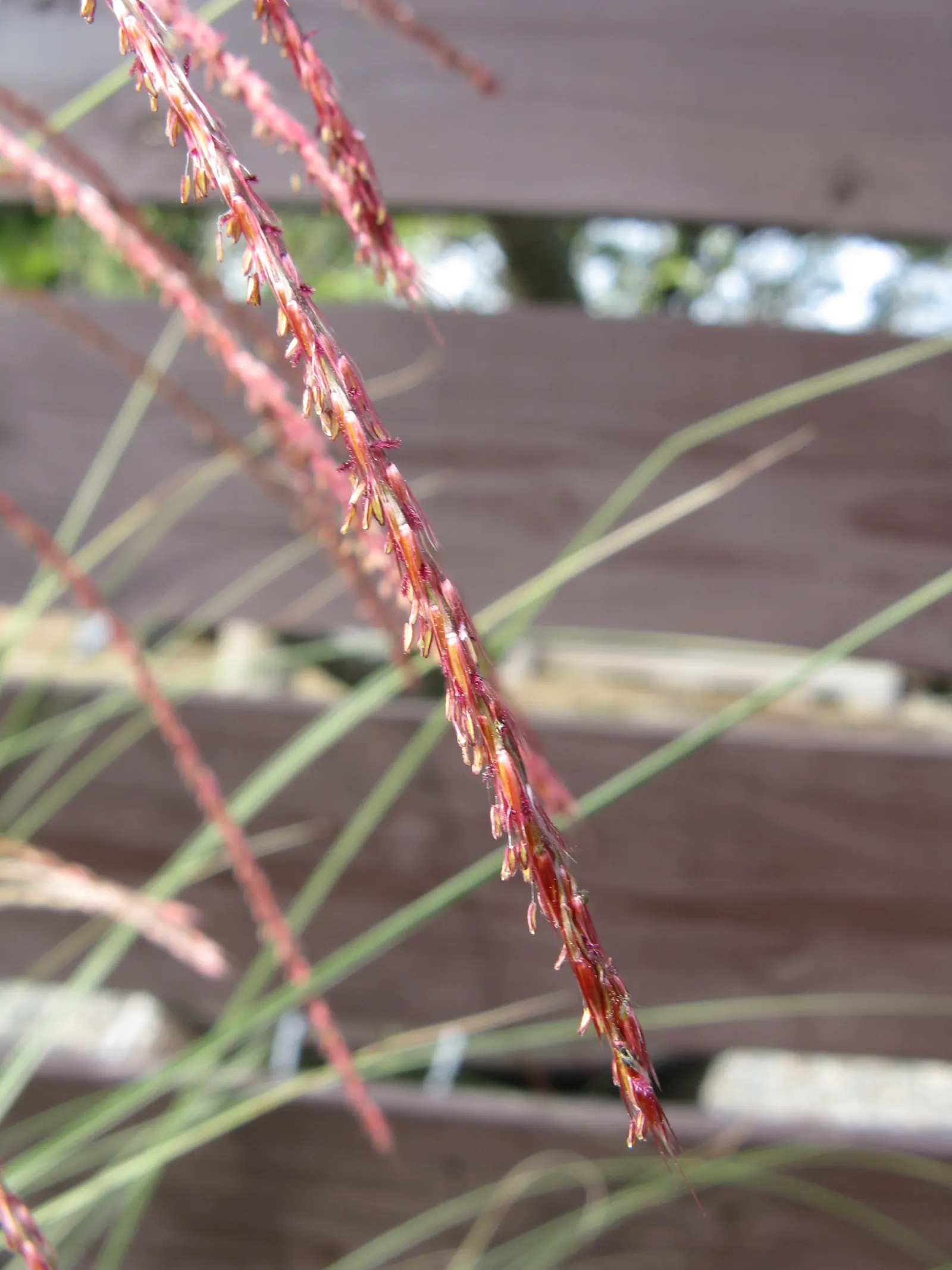 Upright Maiden Grass (Miscanthus Sinensis 'Gracillimus') — is a graceful clumping perennial grass