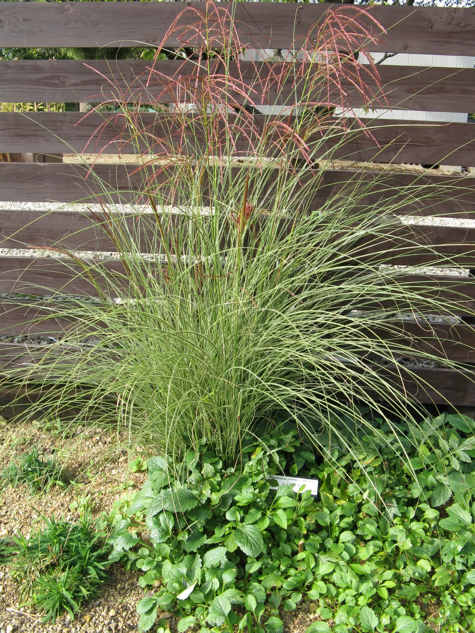 Upright Maiden Grass (Miscanthus Sinensis 'Gracillimus') — In fall, it reaches 5 to 6 feet tall and displays copper blooms that transform into silvery plumes