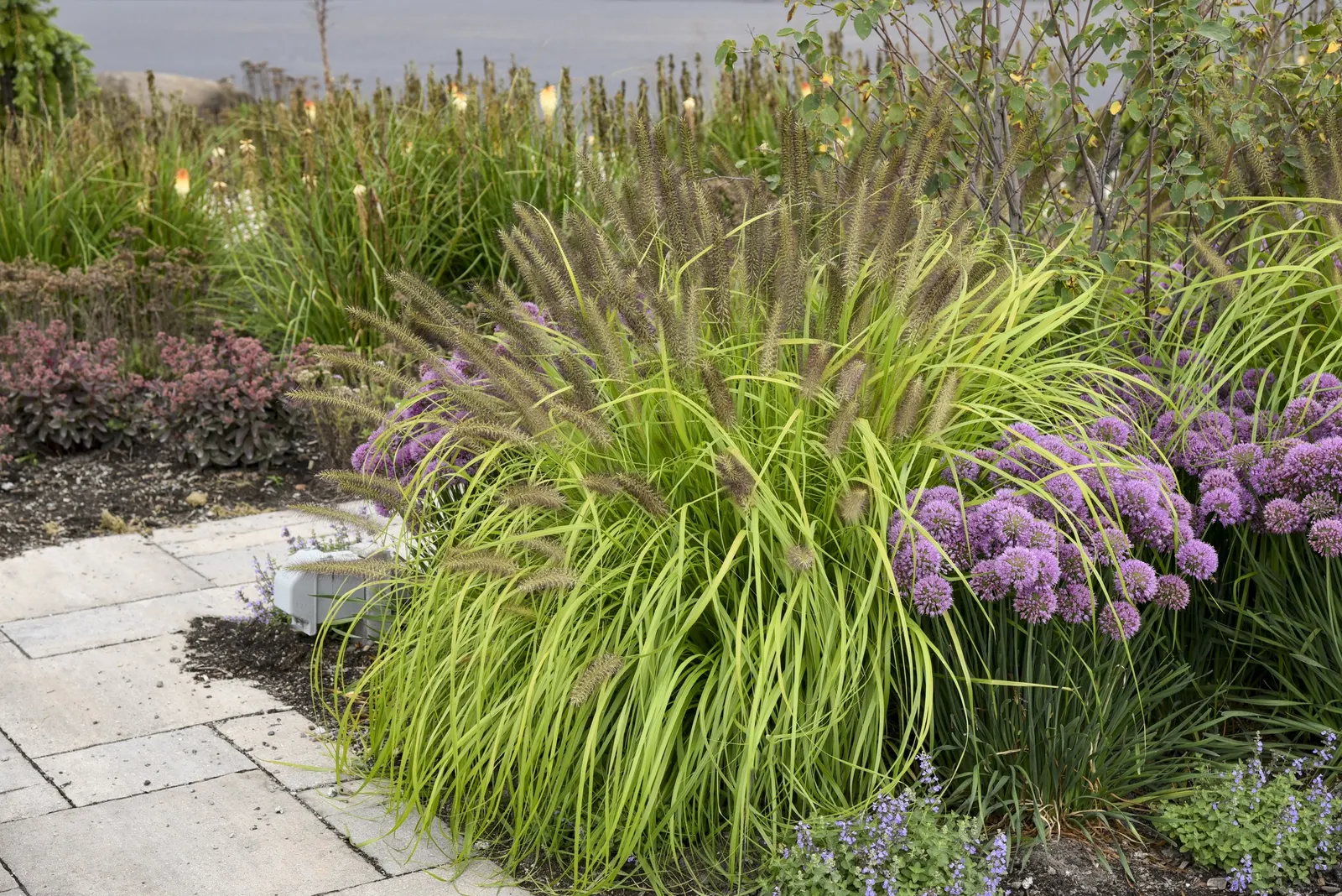 'Lemon Squeeze' Fountain Grass (Pennisetum alopecuroides) — A brilliantly colored ornamental grass that’s perfect for contrast in your sun garden, image 38