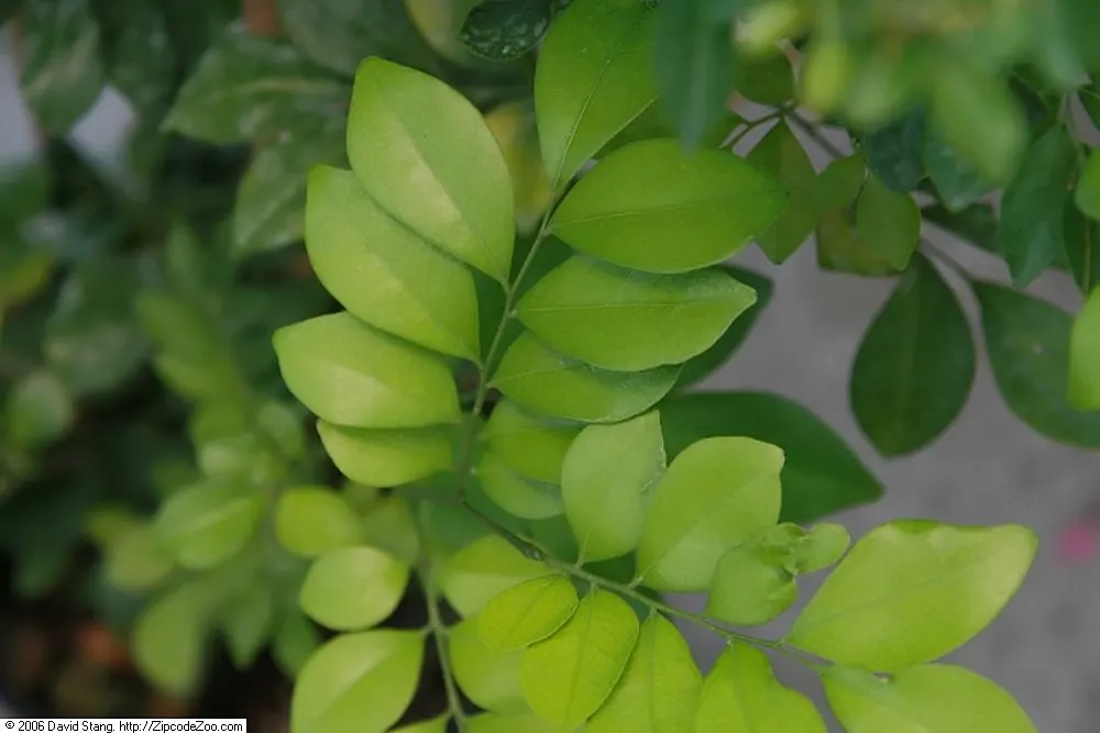 Orange Jessamine (Murraya Paniculata) — which is highly attractive to bees and butterflies; its dense, compact growth habit makes it ideal for hedges or
