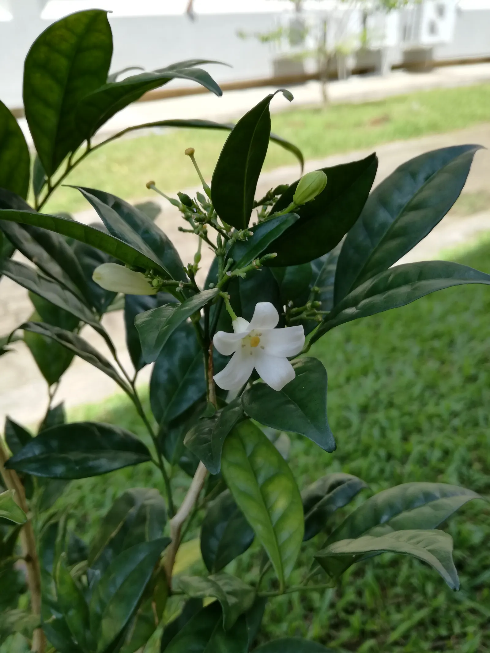 Orange Jessamine (Murraya Paniculata) — broadleaf evergreen / vine with yellow blooms