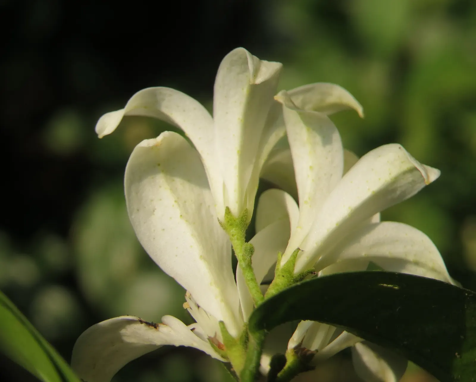 Orange Jessamine (Murraya Paniculata) — commonly called Orange Jessamine; thriving in USDA zones 9-11, it generally reaches 8-12 feet in height and, image 76