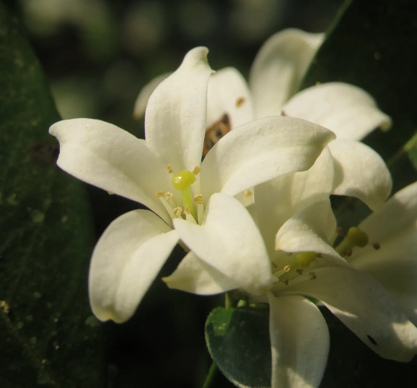 Orange Jessamine (Murraya Paniculata) — Full sun to partial shade and well-drained soil are best for optimal health and flowering; for optimal, image 106