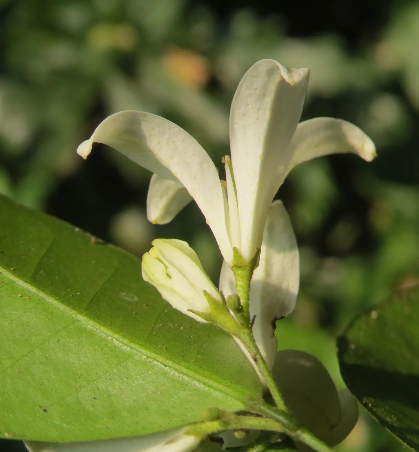 Orange Jessamine (Murraya Paniculata) — commonly called Orange Jessamine