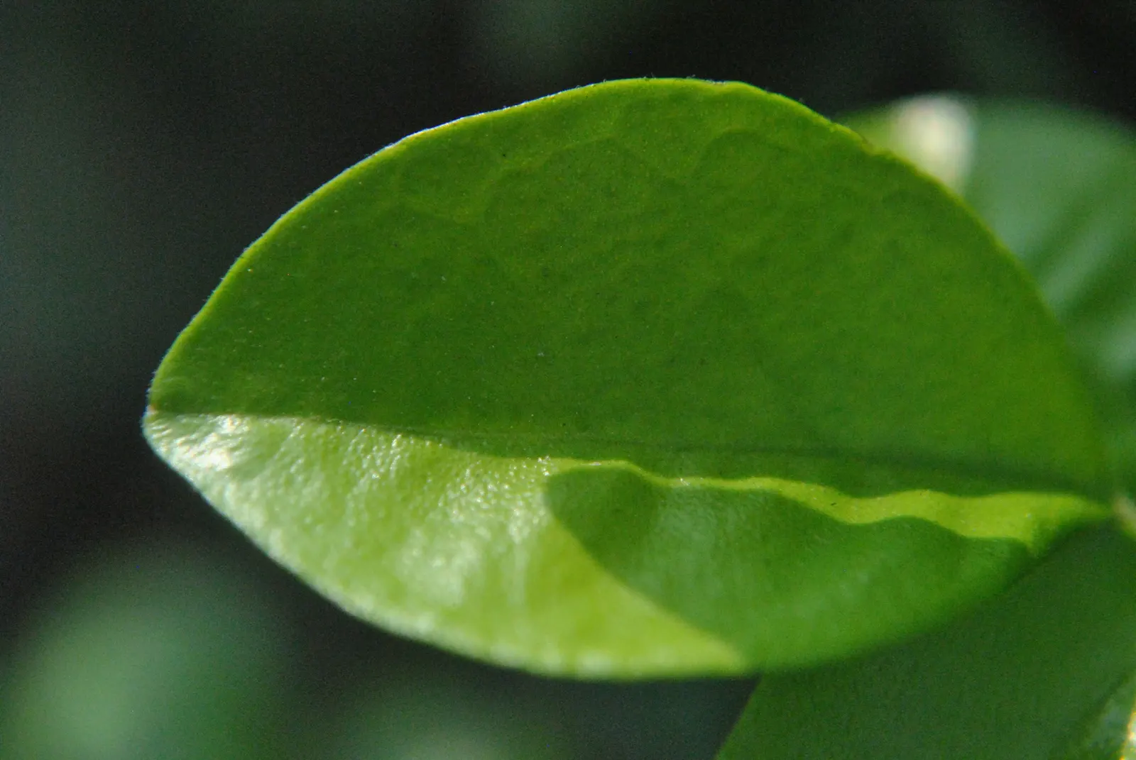 Orange Jessamine (Murraya Paniculata) — Full sun to partial shade and well-drained soil are best for optimal health and flowering; for optimal, image 81