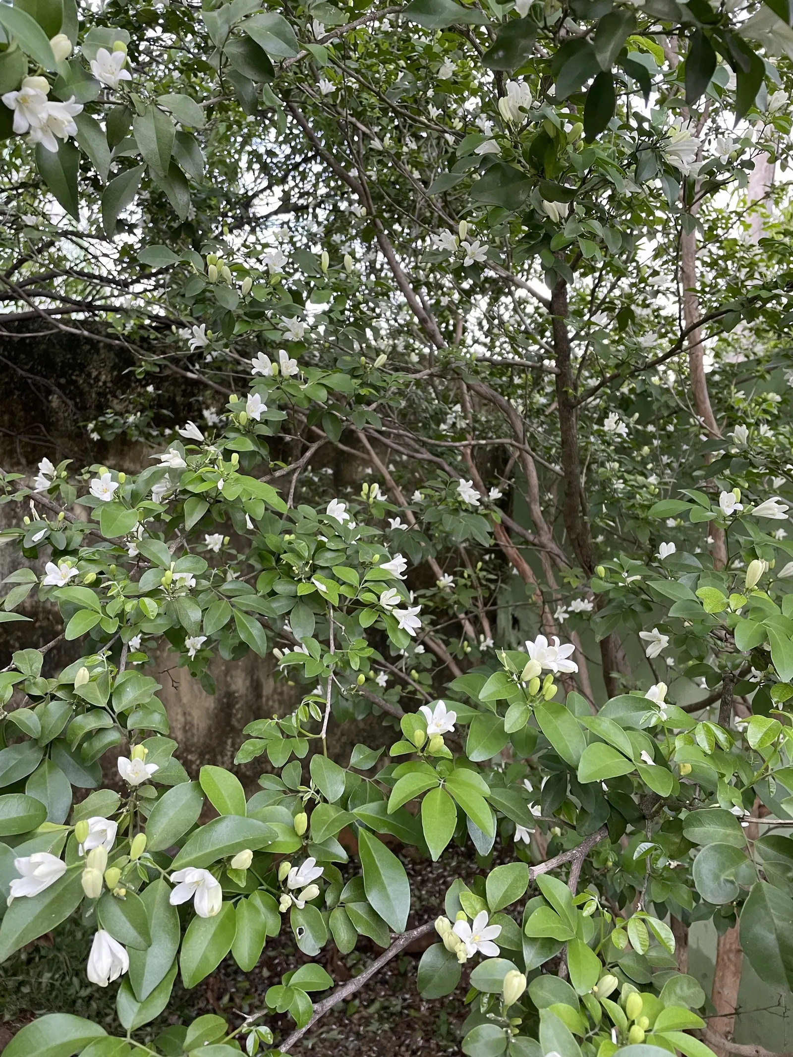 Orange Jessamine (Murraya Paniculata) — a standout evergreen shrub in any ornamental garden; deep green leaves and fragrant white blossoms, image 83
