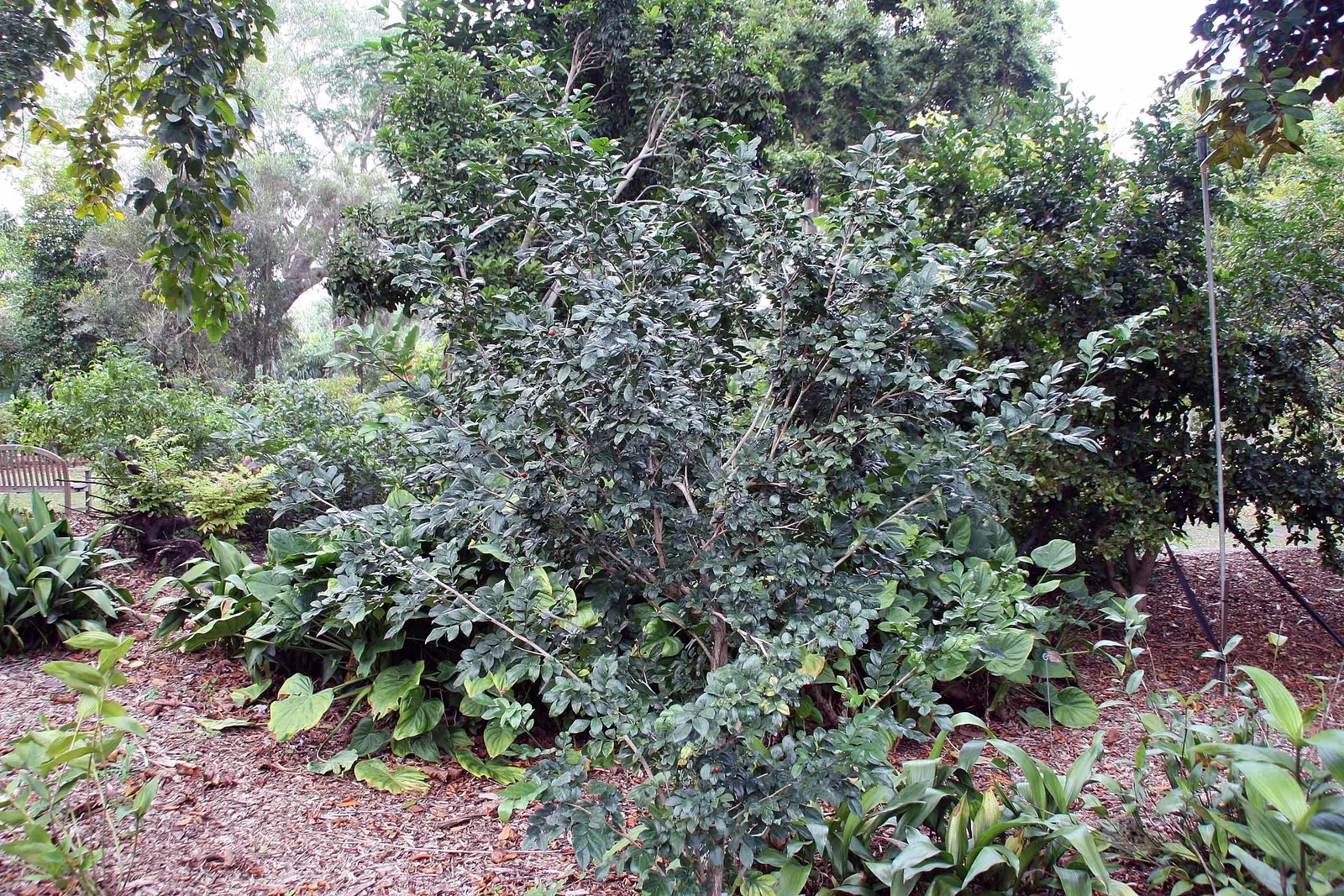Orange Jessamine (Murraya Paniculata) — allowing for design flexibility in various landscape scenarios