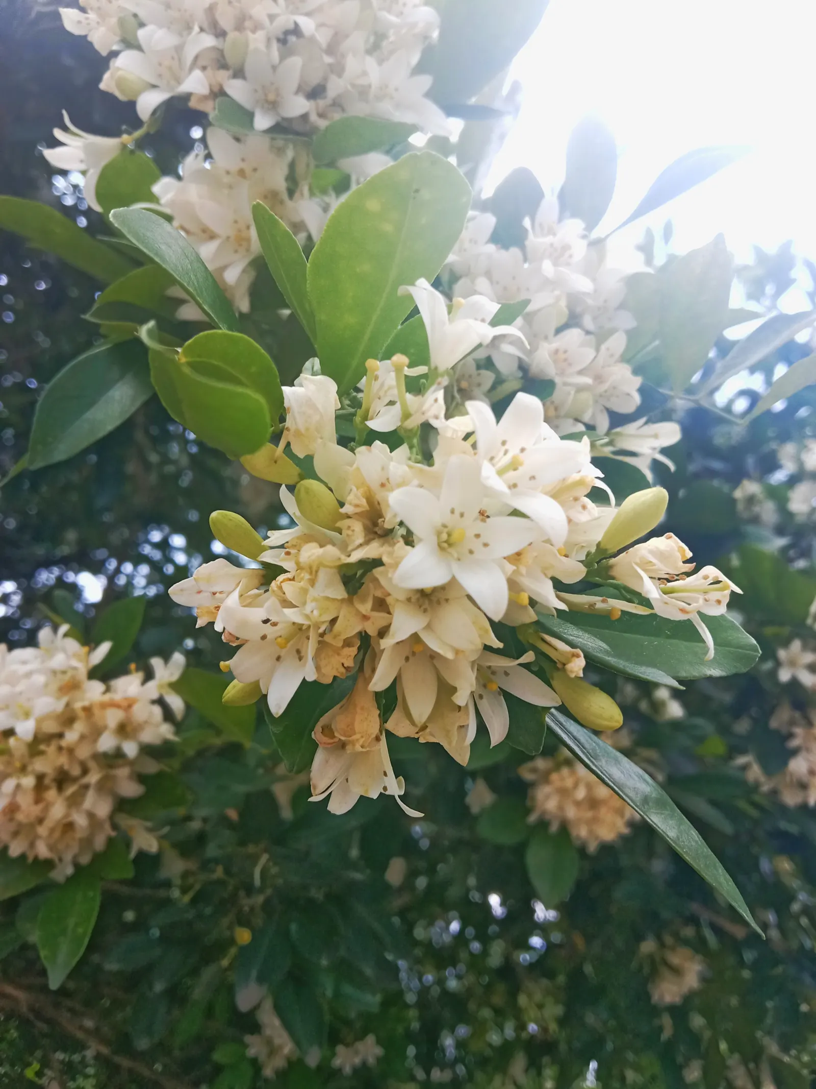 Orange Jessamine (Murraya Paniculata) — with a comparable width of 6 to 8 feet; broadleaf evergreen / vine with yellow blooms