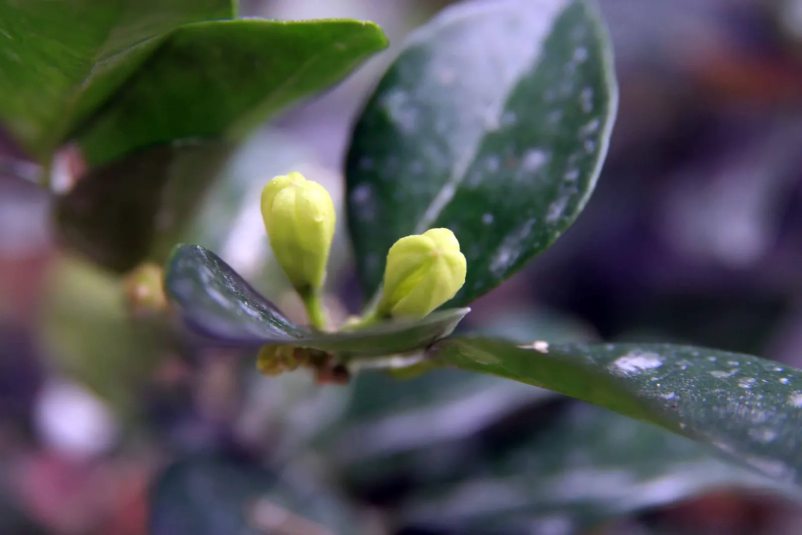 Orange Jessamine (Murraya Paniculata) — Thriving in USDA zones 9-11, it generally reaches 8-12 feet in height and can spread 6-8 feet; broadleaf, image 104